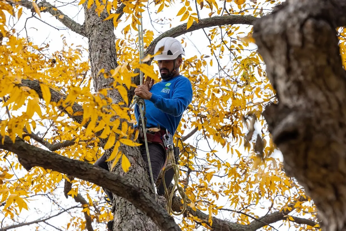 Skilled Tree Pruning crew working in Edgerton