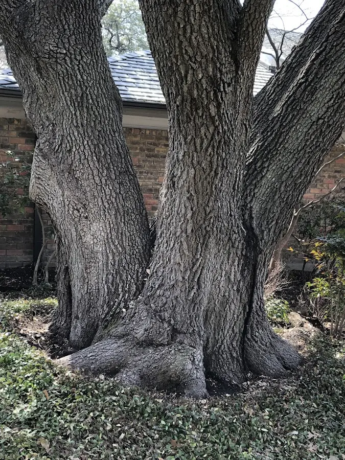 Mature heritage tree close to a Edgerton property cared for by certified arborists